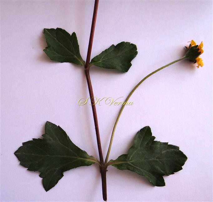  Leaves